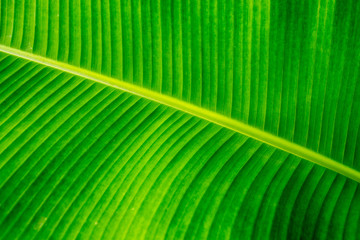 banana leaf