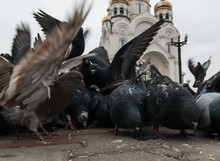 Flock Of Pigeons In Front Of The Temple