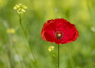 Wall Mural - Red poppy flower close-up view 4