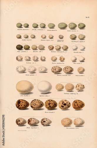 Collection Of Eggs Of Various Genera Of Birds Buy This - 