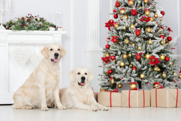 Sticker - two golden retriever dogs posing indoors for Christmas