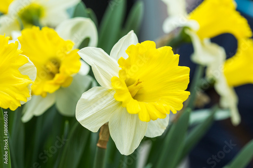 Fotomural Narcissus flower. White and yellow
