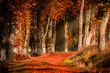 Autumn in the forest with light rays and red, golden leaves. Chestnut trees
