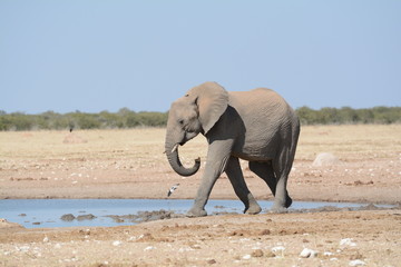 Elephant in Namibia