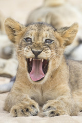 Wall Mural - Close-up of a small lion cub yawning on soft Kalahari sand