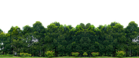 Fotomurales - Panorama tree White background Banner