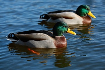 Two colorful bright male mallard drakes on blue water surface floating in lake on sunny day