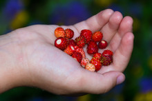 The Strawberries In The Palm Of Your Hand.