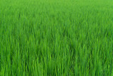 Fototapeta  - Beautiful  green rice field paddy for background