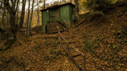 Wall Mural - green wooden shed in the autumn in the forest