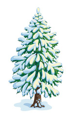 Wall Mural - big snow-covered fir tree. vector dwawing