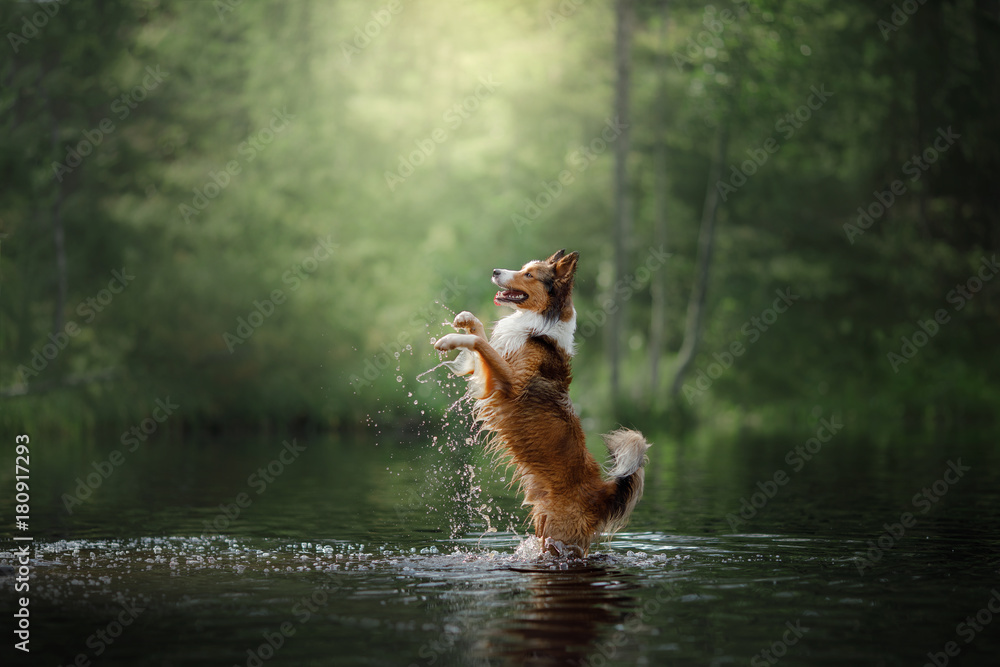 Dog border collie standing in the water - obrazy, fototapety, plakaty 