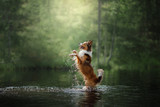 Fototapeta  - Dog border collie standing in the water