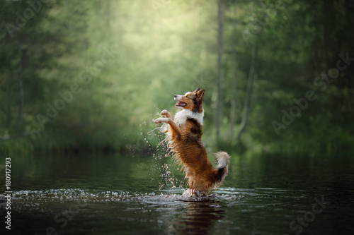 Cuadros en Lienzo Dog border collie standing in the water