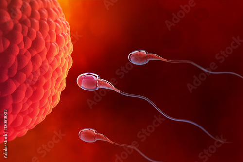 Fotografie, Obraz Spermatozoon, Egg, Ovule, natural fertilization