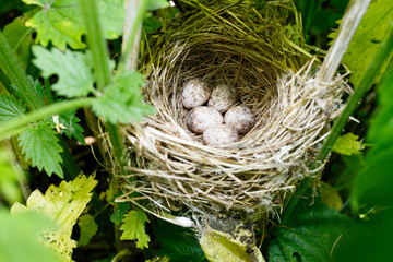 Acrocephalus dumetorum. The nest of the Blyth's Reed Warbler in nature.