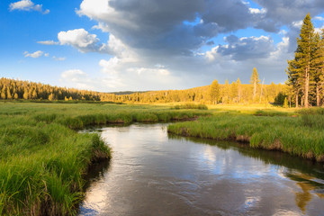 Alpine Stream In Yellowstone National Park