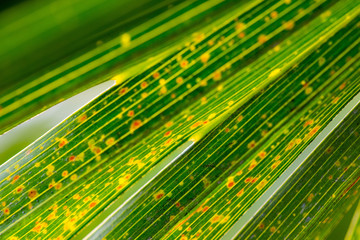 Poster - texture of tropical plants, macrophotography