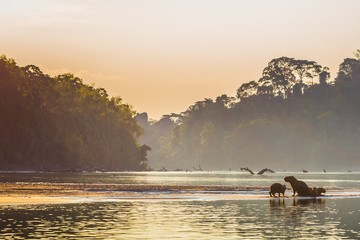 manu national park, peru - august 06, 2017: family of capybara at the shores of the amazon rainfores