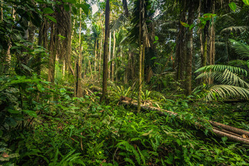 Manu National Park, Peru - August 07, 2017: The Amazon rainforest in Manu National Park, Peru