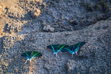 Wall Mural - Manu National Park, Peru - August 10, 2017: Green moths in the Amazon rainforest of Manu National Park, Peru