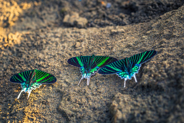 Wall Mural - Manu National Park, Peru - August 10, 2017: Green moths in the Amazon rainforest of Manu National Park, Peru