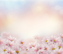 Pink Daisy Flowers
