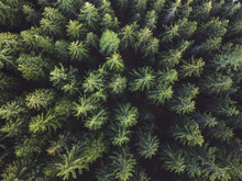Pine Forest Aerial Shot, Top View Of Green Trees From Drone, Beautiful Landscape