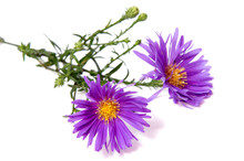 Colorful Aster Flowers Isolated On White Background.
