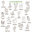 Best anti-inflammatory herbs