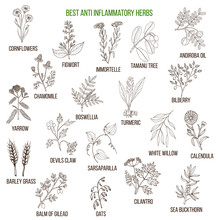 Best Anti-inflammatory Herbs