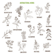 Best Antibacterial Herbs