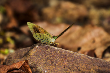 Wall Mural - Beautiful butterfly in the garden of Thailand, macro, close up