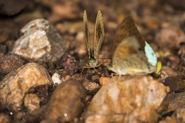 Wall Mural - Beautiful butterfly in the garden of Thailand, macro, close up