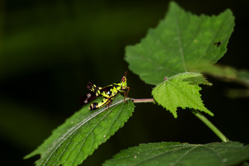 Wall Mural - Thailand Monkey-grasshopper,Erianthus,Gerrn grasshopper in natural forest.