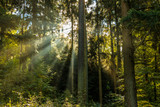 Fototapeta Las - Sonnenstrahlen durch den Wald