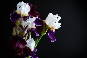 Poster - Iris flower white with purple petals