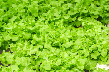 Wall Mural - Fresh green oak and red oak salad, healthy salad leaf