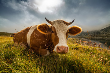 Happy Cow