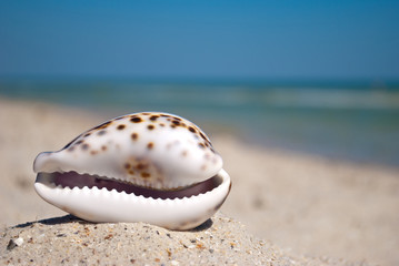 sea beautiful shell with white edges and purple back lies horizontally on yellow sand against the background of blue sea and white wave blue sky summer vacation vacation summer day heat beach beach