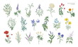 Set of realistic detailed colorful drawings of wild meadow herbs, herbaceous flowering plants, beautiful blooming flowers isolated on white background. Hand drawn botanical vector illustration.