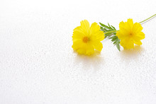 Beautiful Yellow Cosmos Flower On A White Background. Cosmos Sulphureus Flower. Free Freom Copy Space.
