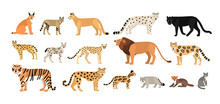 Collection Of Different Wild And Domestic Cats. Exotic Animals Of Felidae Family Isolated On White Background. Bundle Of Cute Cartoon Characters. Flat Colorful Zoological Vector Illustration.