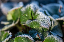 The Frost And The Dew Drops Fall On The Green Leaves Of Strawberries