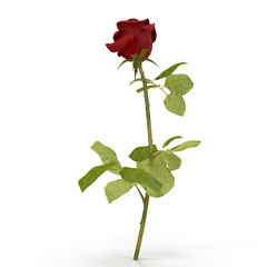 Wall Mural - red rose isolated on white. 3D illustration