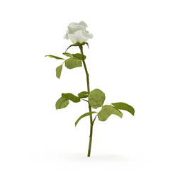 Wall Mural - White rose isolated on bright. 3D illustration