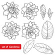 Vector set with outline Gardenia flower, ornate bud and leaves in black isolated on white background. Perennial tropical fragrant plant Gardenia in contour style for summer design and coloring book.