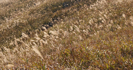 Wall Mural - Sunset peak and slivergrass under sunset