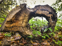 Hollow Trunk Of A Tree Lying