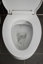 Water Flush Toilet